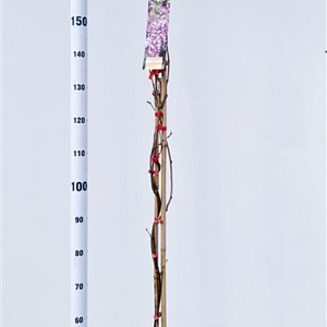 Wisteria floribunda 'Rosea' 175-200 cm 5,0L