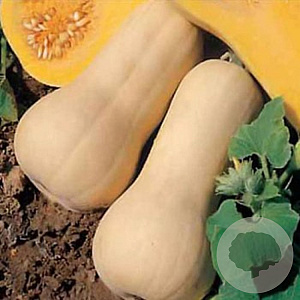 Pompoen Waltham Butternut GM Per 25 zaden