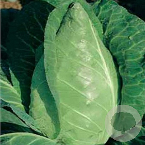 Spitskool Eersteling GM Per 500 Zaden