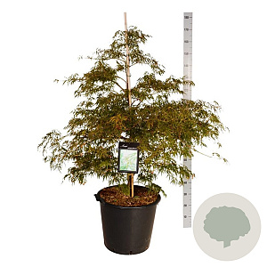 Acer pal. 'Dissectum' 100-125 cm cont. 55L extra