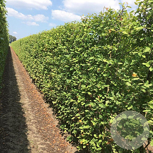 Amelanchier lamarckii 150-175 cm container meerstammig
