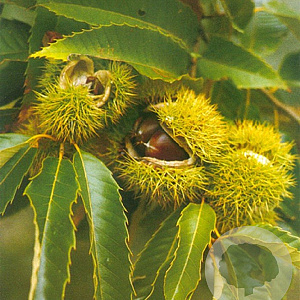 Castanea sativa 8-10 HO container