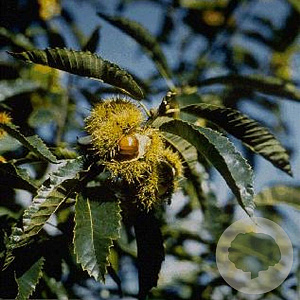 Castanea sativa 8-10 HO container