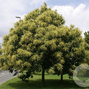 Castanea sativa 8-10 HO container