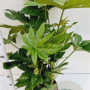 Fatsia japonica 60-80 cm 7,5L