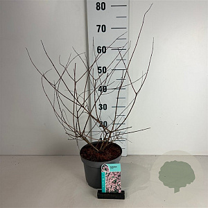 Kolkwitzia amabilis 40-50 cm 35L