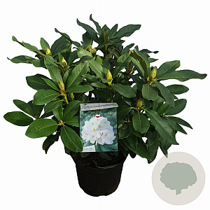 Rhododendron 'Cunningham's White' 30-40 cm 5,0L