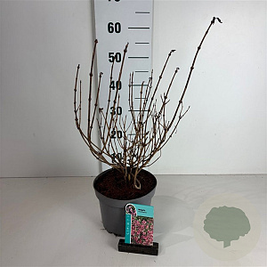 Weigela florida 'Foliis Purpureis' 40-50 cm 35L