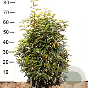 Prunus l. 'Angustifolia' 60-80 cm met kluit