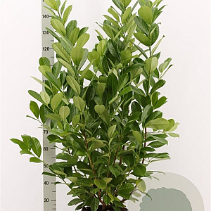 Prunus I. 'Rotundifolia' 125-150 cm met kluit