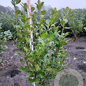 Prunus I. 'Rotundifolia' 125-150 cm met kluit