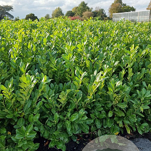 Prunus I. 'Rotundifolia' 125-150 cm met kluit