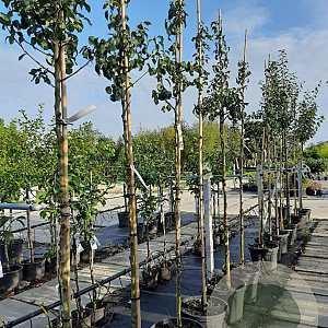 Pyrus c. 'Conference' 8-10 HO container