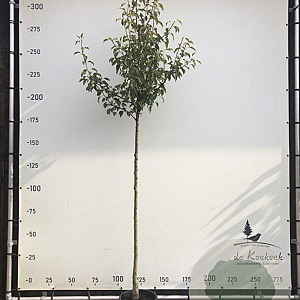 Pyrus c. 'Gieser Wildeman' 8-10 HO container