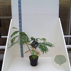 Albizia julibrissin 60-80 cm 6L meerstammig