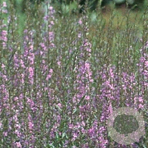 Lythrum sal. 'Blush' GM P9