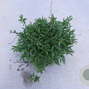 Deutzia gracilis 'Nikko' 40-50 cm 10L