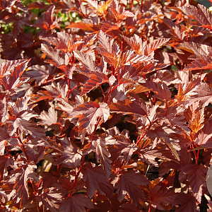 Physocarpus opulif. Little Angel 25-30 cm 2,0L