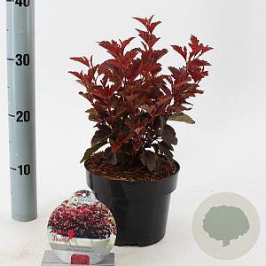 Physocarpus opulif. Little Angel 25-30 cm 2,0L