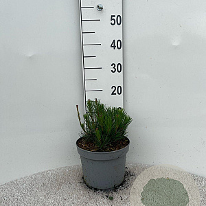 Pinus mugo pumilio 5-10 cm 5,0L