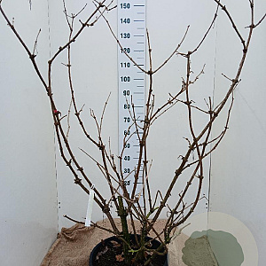 Sambucus nigra Black Lace 125-150 cm 35L najaarspotting