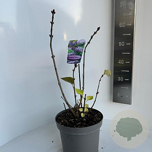 Syringa v. 'Katherine Havemeyer' 30-40 cm 5,0L