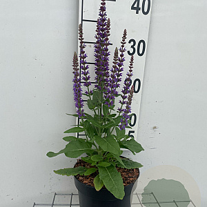 Salvia nem. 'Ostfriesland' GM 2,0L