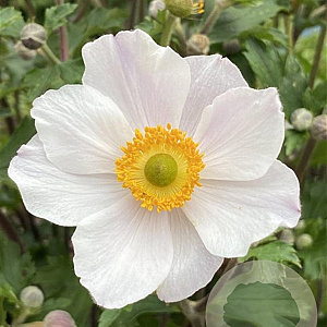 Anemone Elfin Swan GM P9