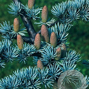 Cedrus libani 20-25 HO cont. 230L BEVEERD
