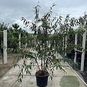 Prunus serrula 250-300 cm cont. 150L meerstammig