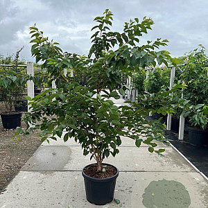 Prunus yedoensis 200-250 cm 45L meerstammig