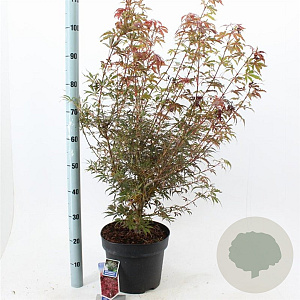 Acer pal. 'Jerre Schwartz' 70-80 cm 10L