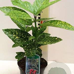 Aucuba jap. 'Variegata' 60-80 cm 30L