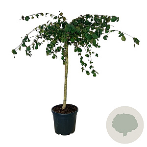 Corylus a. Purple Umbrella 120 cm stam cont. 55L extra