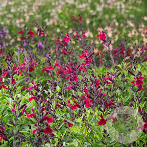 Salvia j. Magical Zambesi GM P9