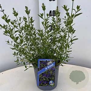 Salvia micr. 'Blue Monrovia' 30-40 cm 2,0L