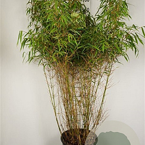 Fargesia rufa 60-70 cm 50L
