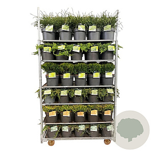 Mixlaag coniferen GM container