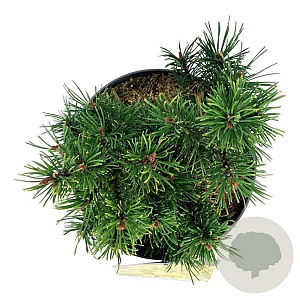 Pinus mugo 'Carsten's Wintergold' 20-25 cm