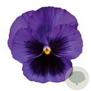 Viola Grootbloeming blauw met donker oog GM P9