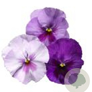 Viola Grootbloeming Lavendeltinten GM P9