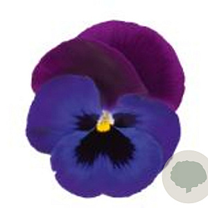 Viola Grootbloeming Neon paars GM P9