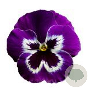 Viola Grootbloeming paars wit GM P9