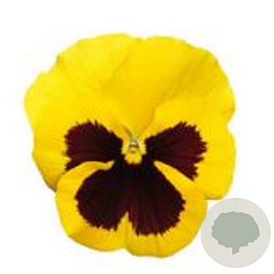 Viola Grootbloeming geel met donker oog GM P9