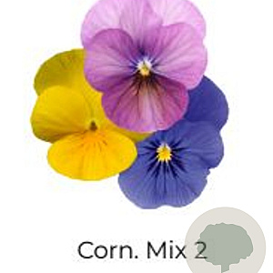 Viola Trio Kleinbloemig Corn. Mix 2 GM P13