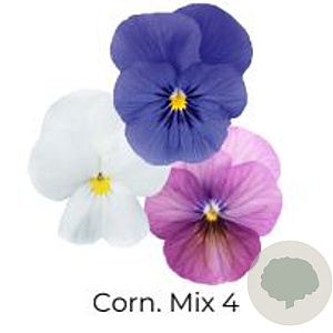 Viola Trio Kleinbloemig Corn. Mix 4 GM P13