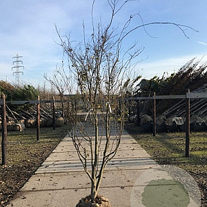 Acer palmatum 175-200 cm met kluit solitair