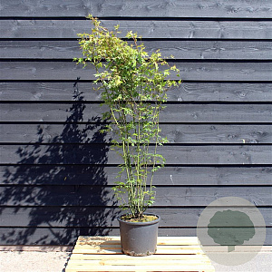 Acer palmatum 175-200 cm 15L