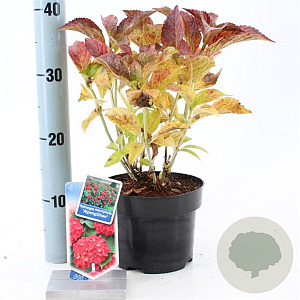 Hydrangea m. 'Alpenglühen' 20-25 cm 2,0L