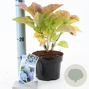 Hydrangea m. 'Bodensee' 20-25 cm 2,0L